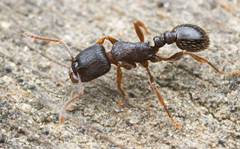 ants-clip-image